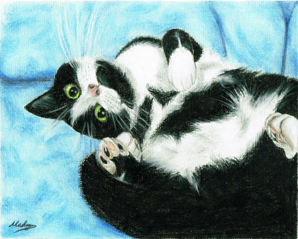 Cute black and white cat